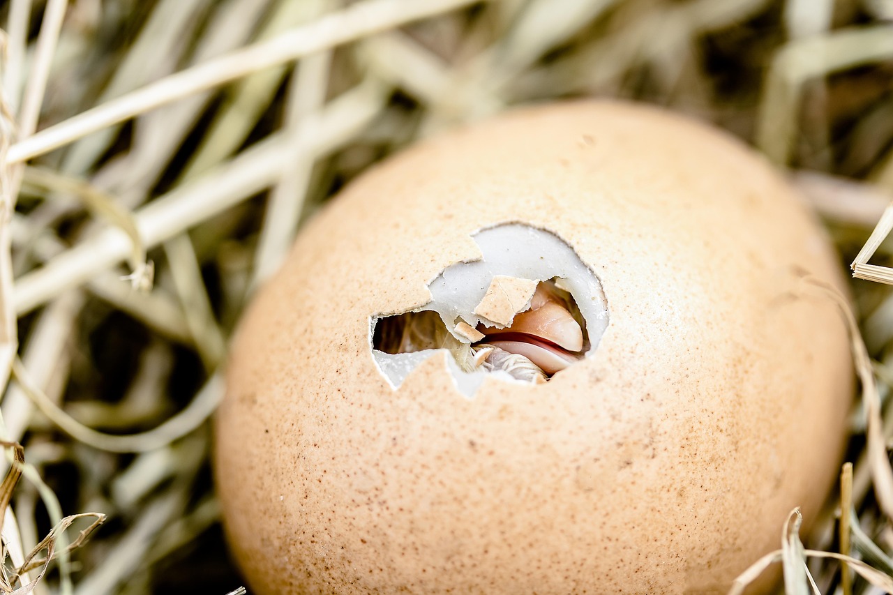 Það liggur í hlutarins eðli en, af hverju hafa dýr sem verpa eggjum ekki nafla?